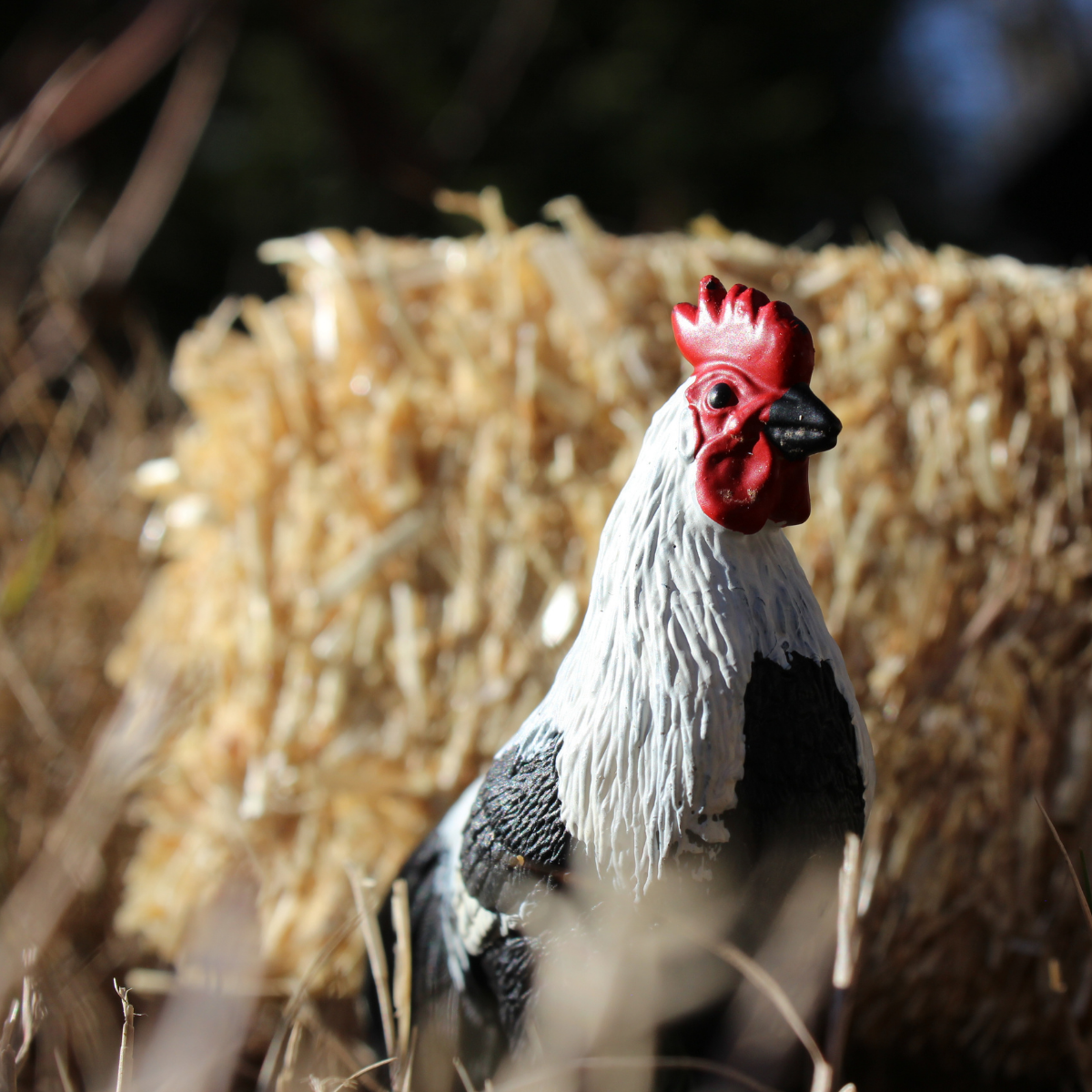 Phoenix Rooster