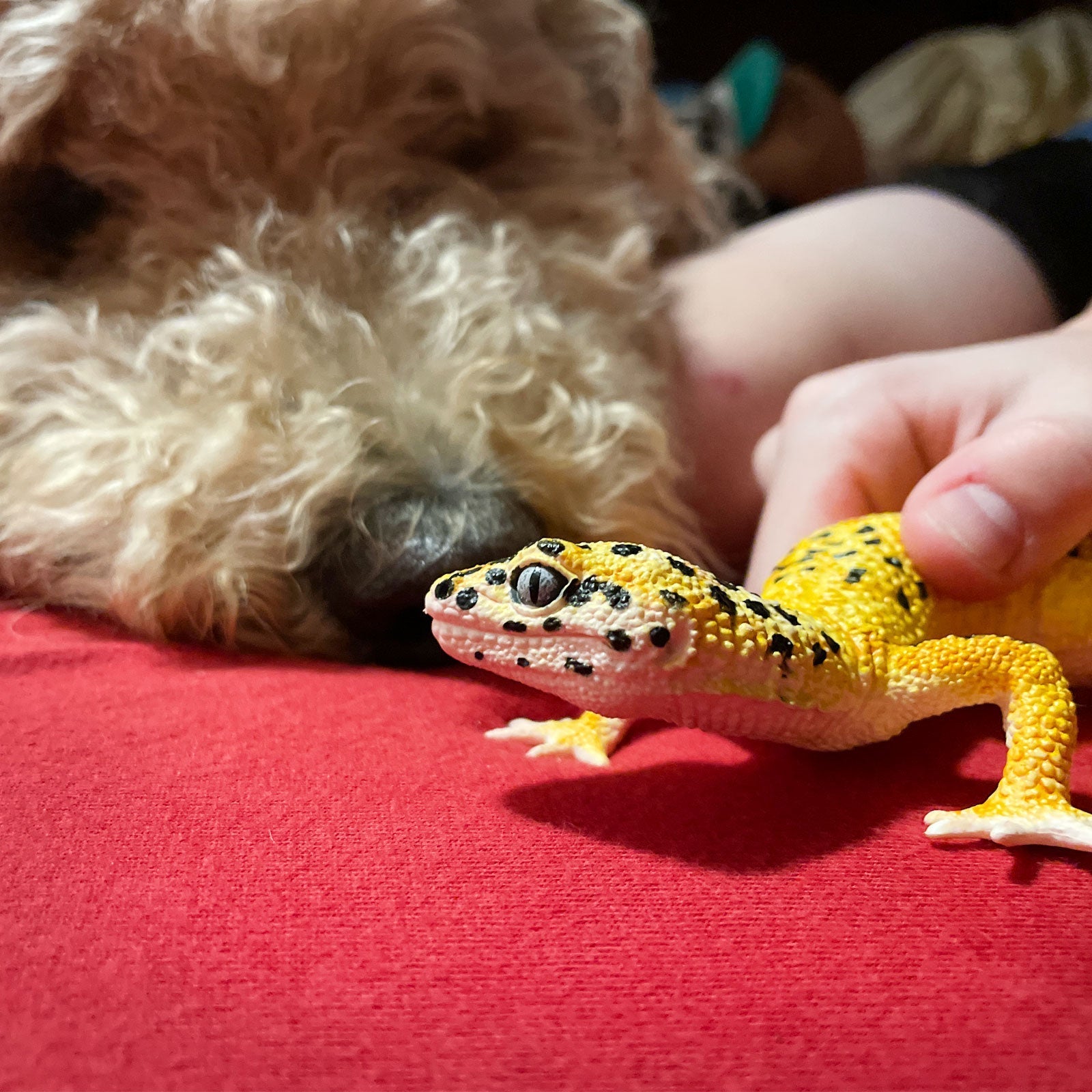 Leopard Gecko Toy Figure