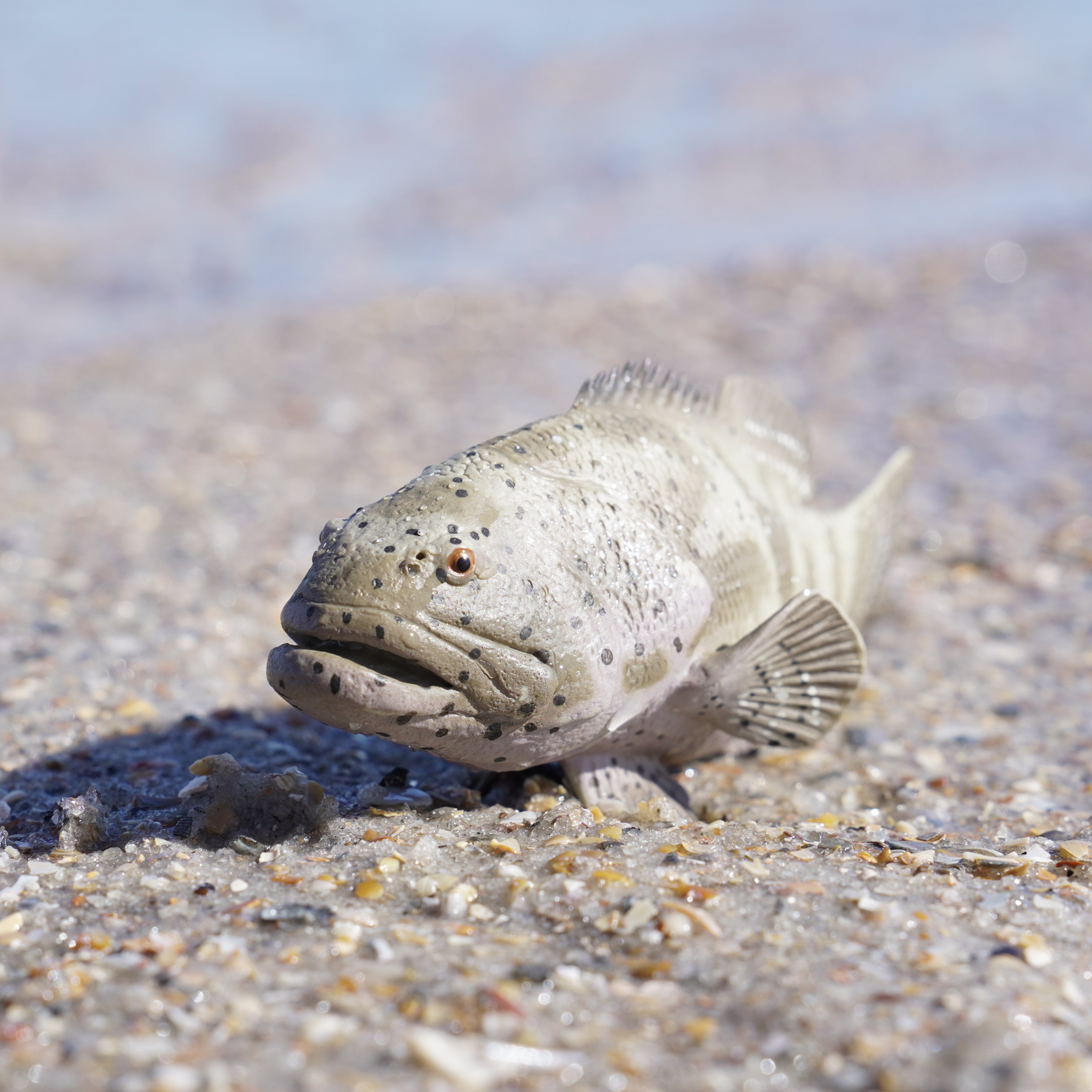 Goliath Grouper Toy | Incredible Creatures | Safari Ltd®