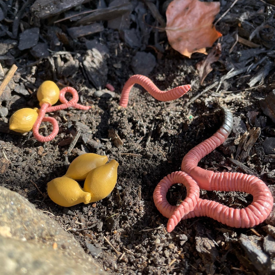 Life Cycle of a Worm | Safariology® | Safari Ltd®