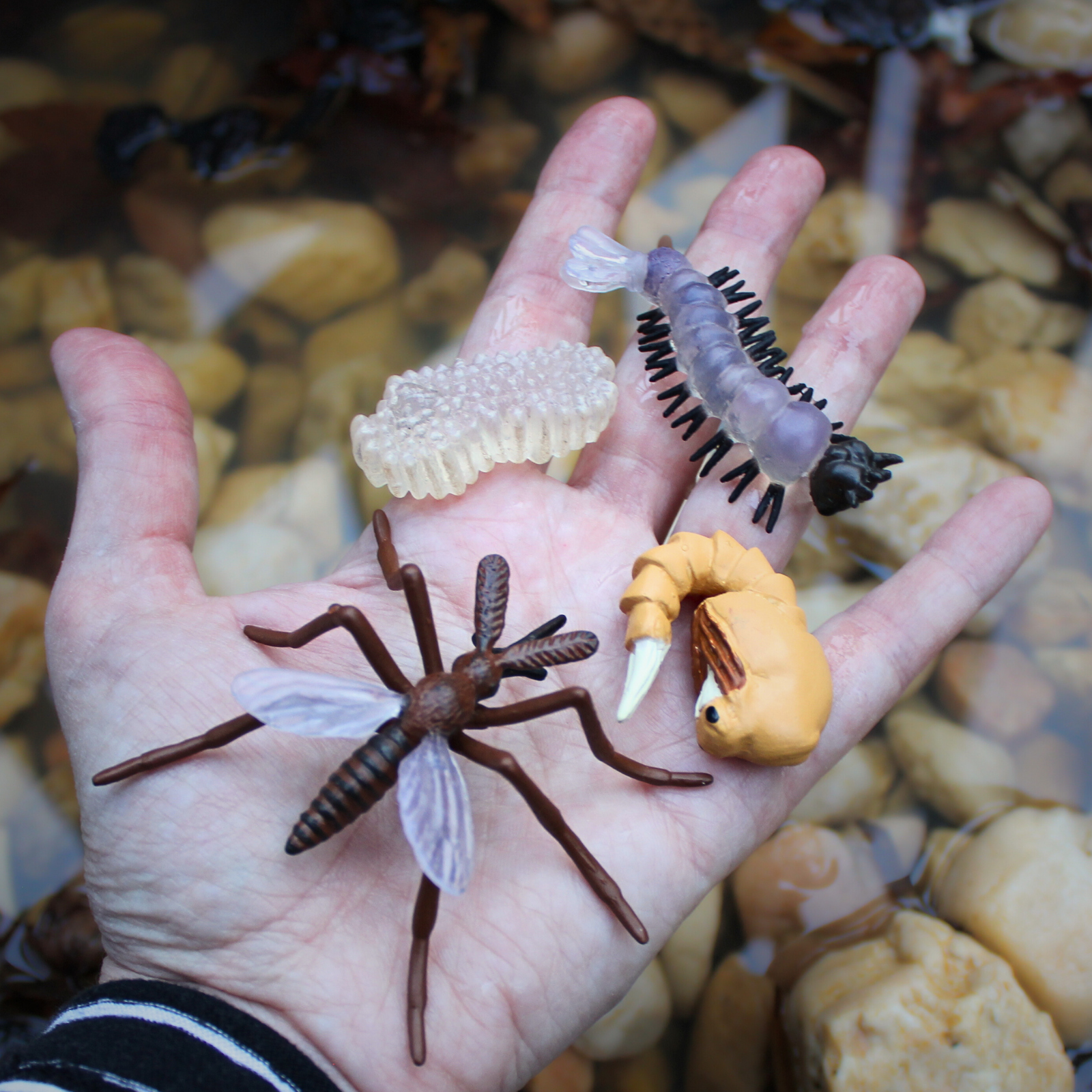 Life Cycle of a Mosquito | Safariology® | Safari Ltd®