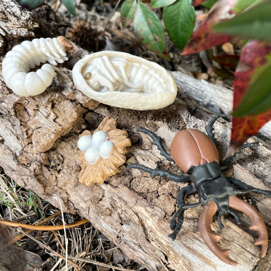 Life Cycle of a Stag Beetle | Safariology® | Safari Ltd®