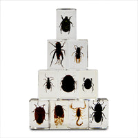 Dr. Steve Hunters Bug World Collection - 10 Real Insects Science & Education Toy Set |  | Safari Ltd®