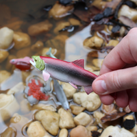 Life Cycle of a Salmon | Safariology® | Safari Ltd®