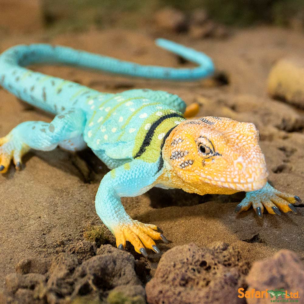 Collared Lizard Toy