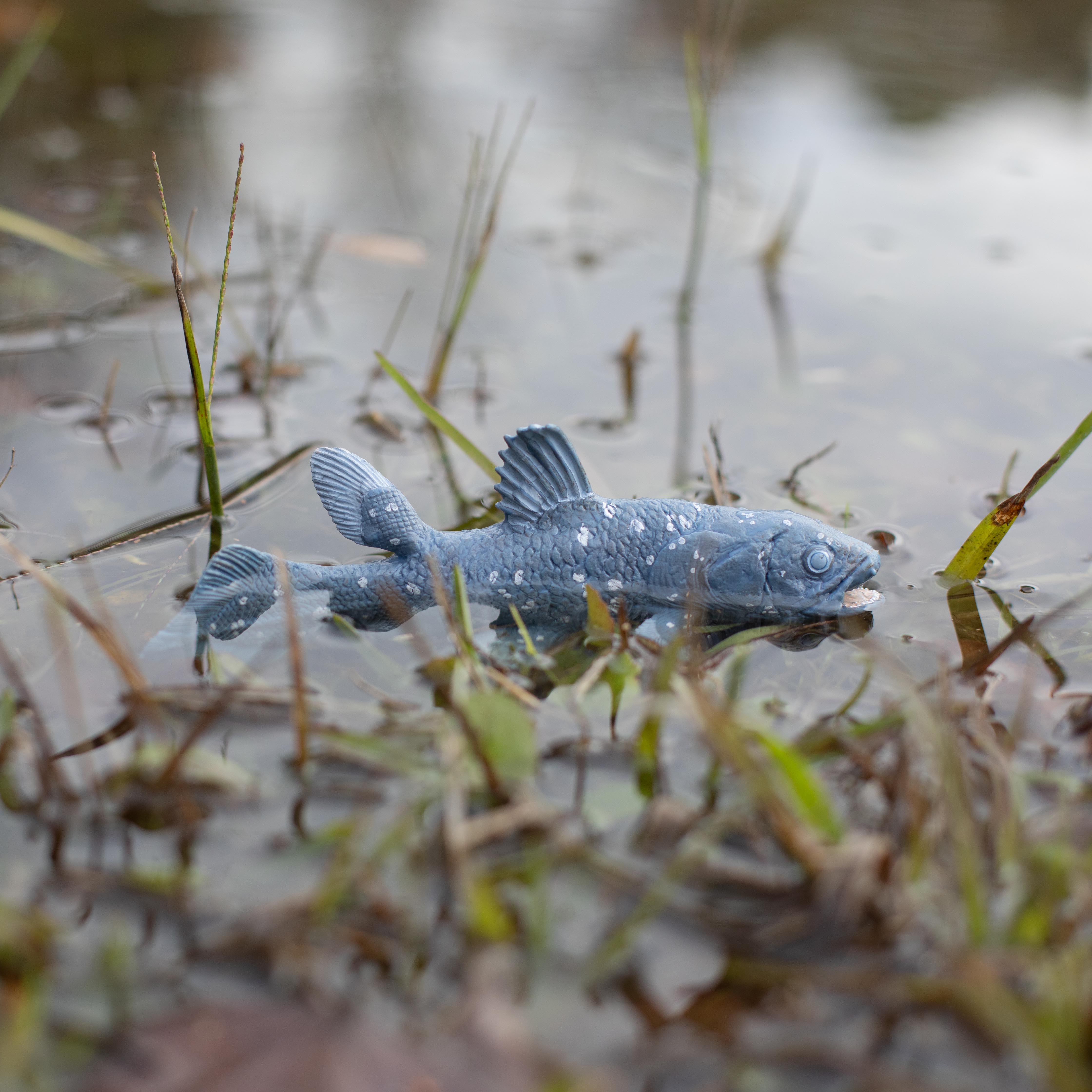 Coelacanth | Dinosaur Toys | Safari Ltd®