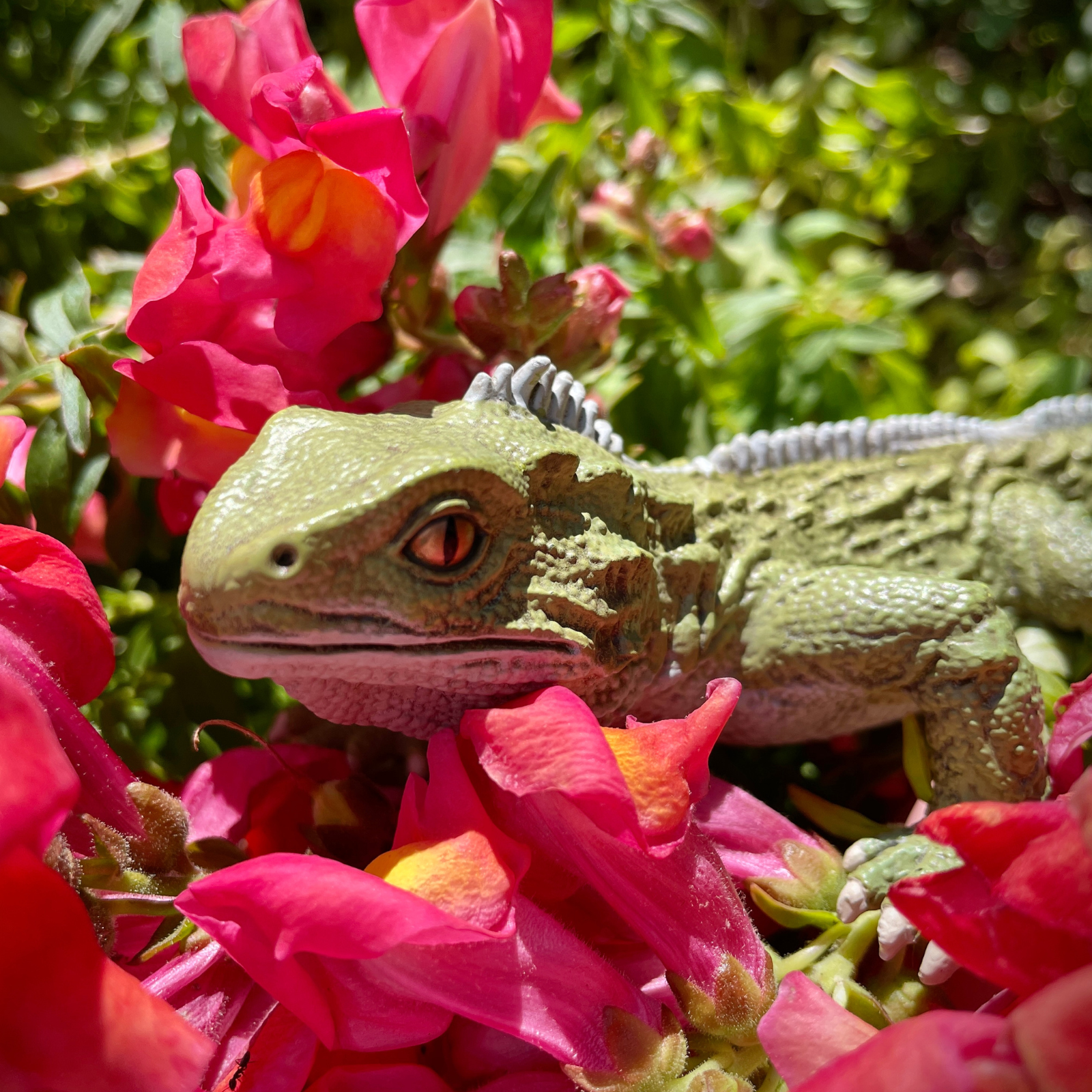 Tuatara Toy Figure | Incredible Creatures | Safari Ltd®