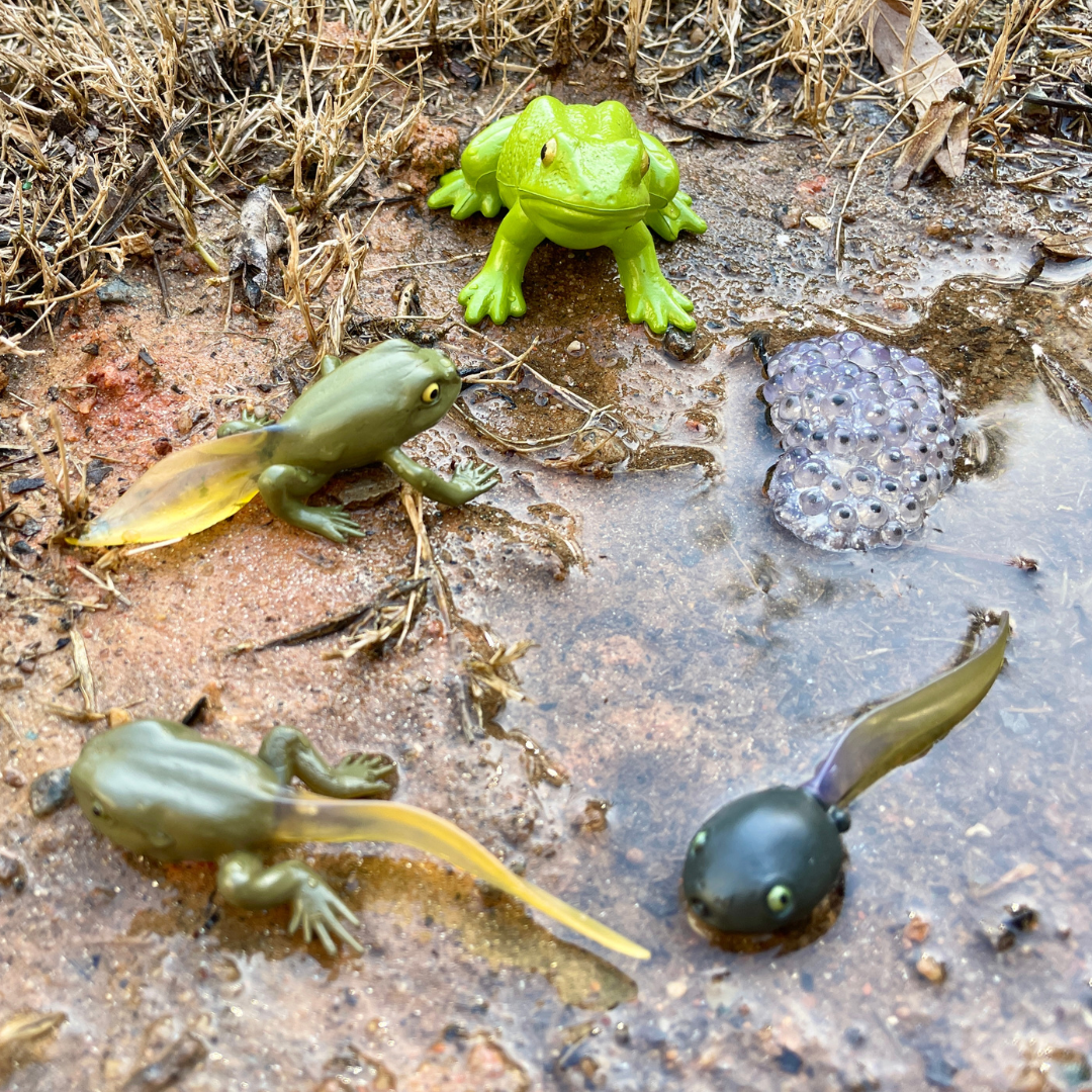 Life Cycle of a Frog