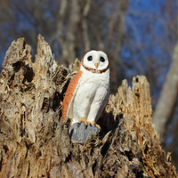 Barn Owl