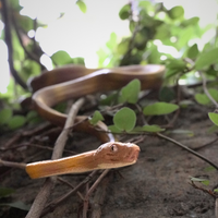 Amazon Tree Boa Toy Snake | Incredible Creatures | Safari Ltd®