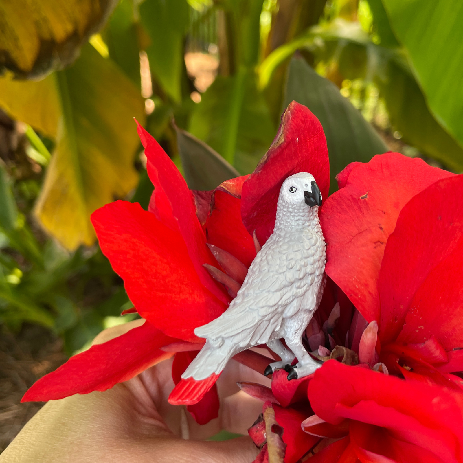 African Gray Parrot Toy Figure | Wow Birds | Safari Ltd®