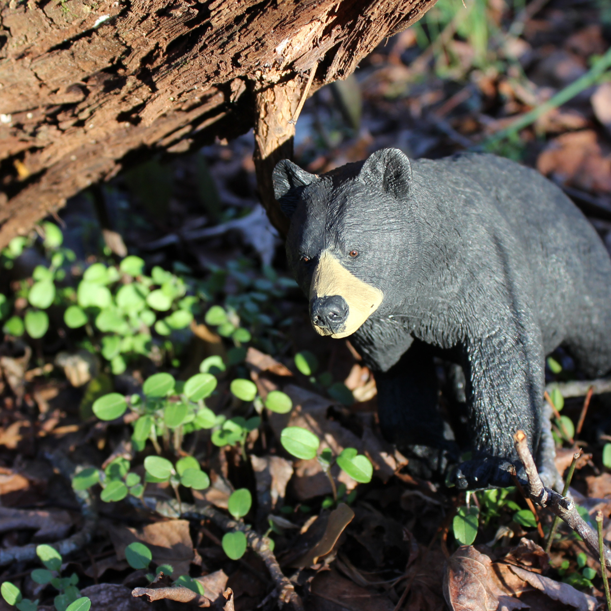 Black Bear Toy