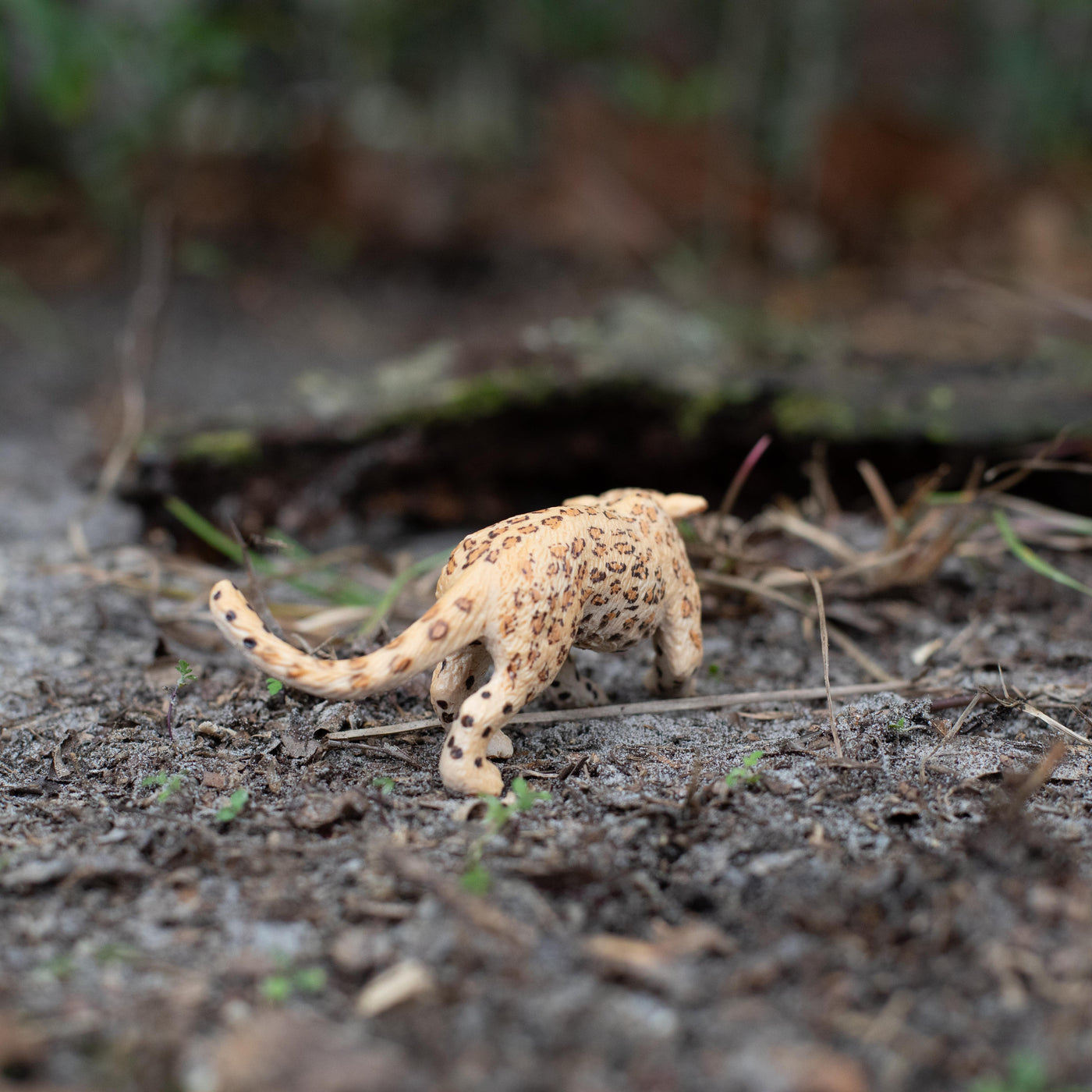 Leopard Toy | Wildlife Animal Toys | Safari Ltd®