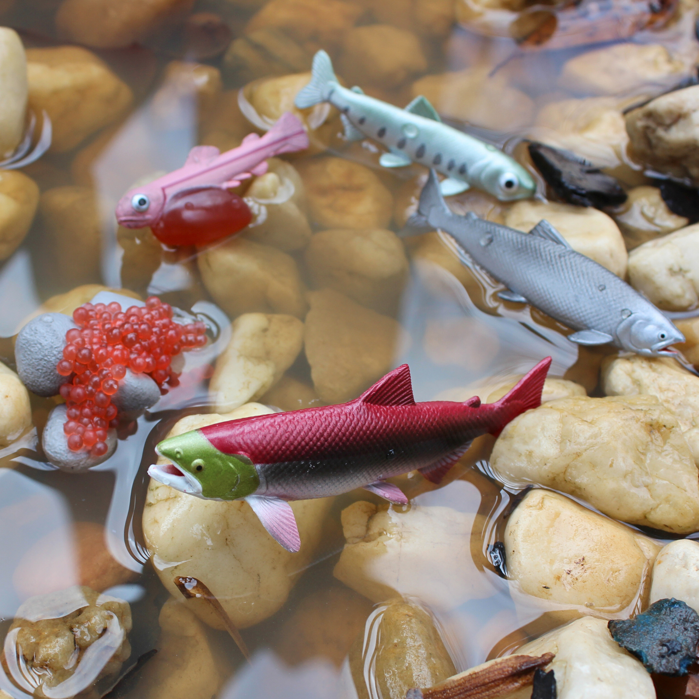 Life Cycle of a Salmon | Safariology® | Safari Ltd®