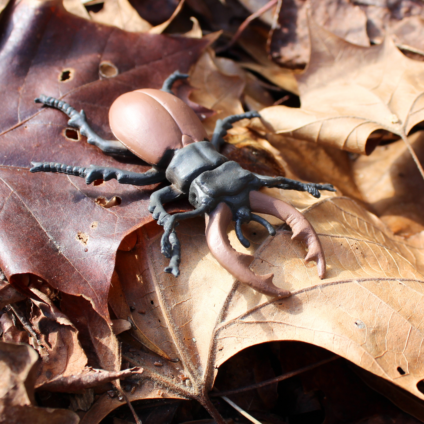 Life Cycle of a Stag Beetle | Safariology® | Safari Ltd®