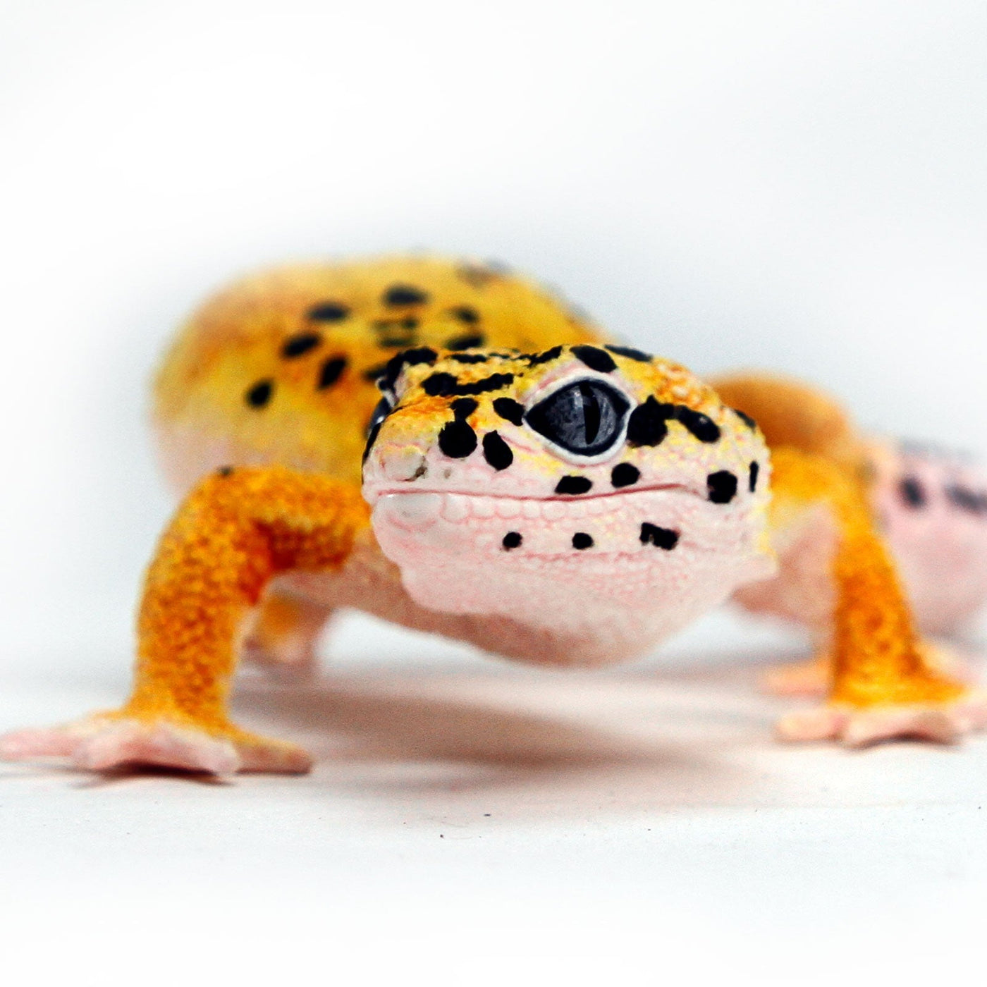 Leopard Gecko Toy Figure