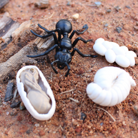 Life Cycle of an Ant | Safariology® | Safari Ltd®