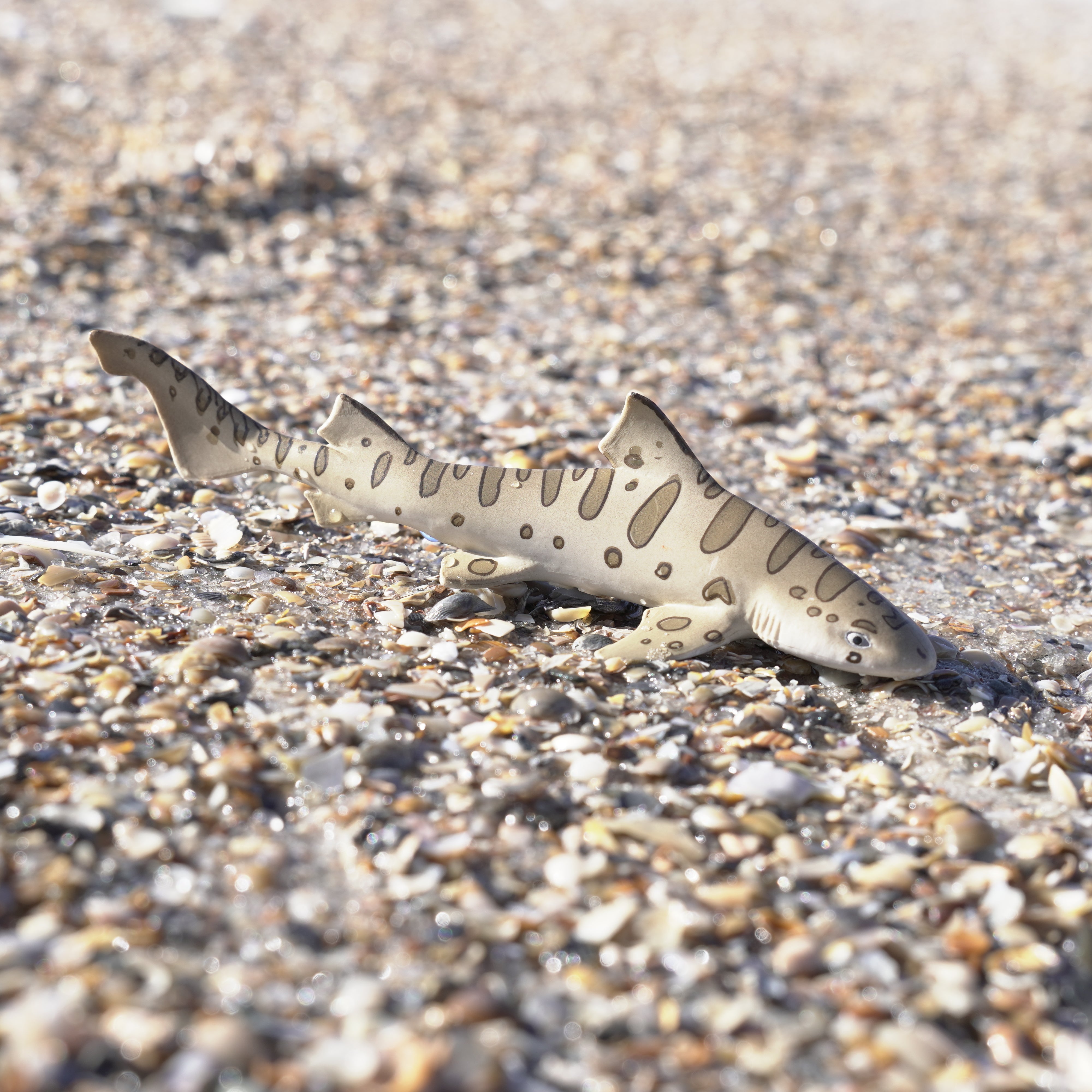 Leopard Shark Toy