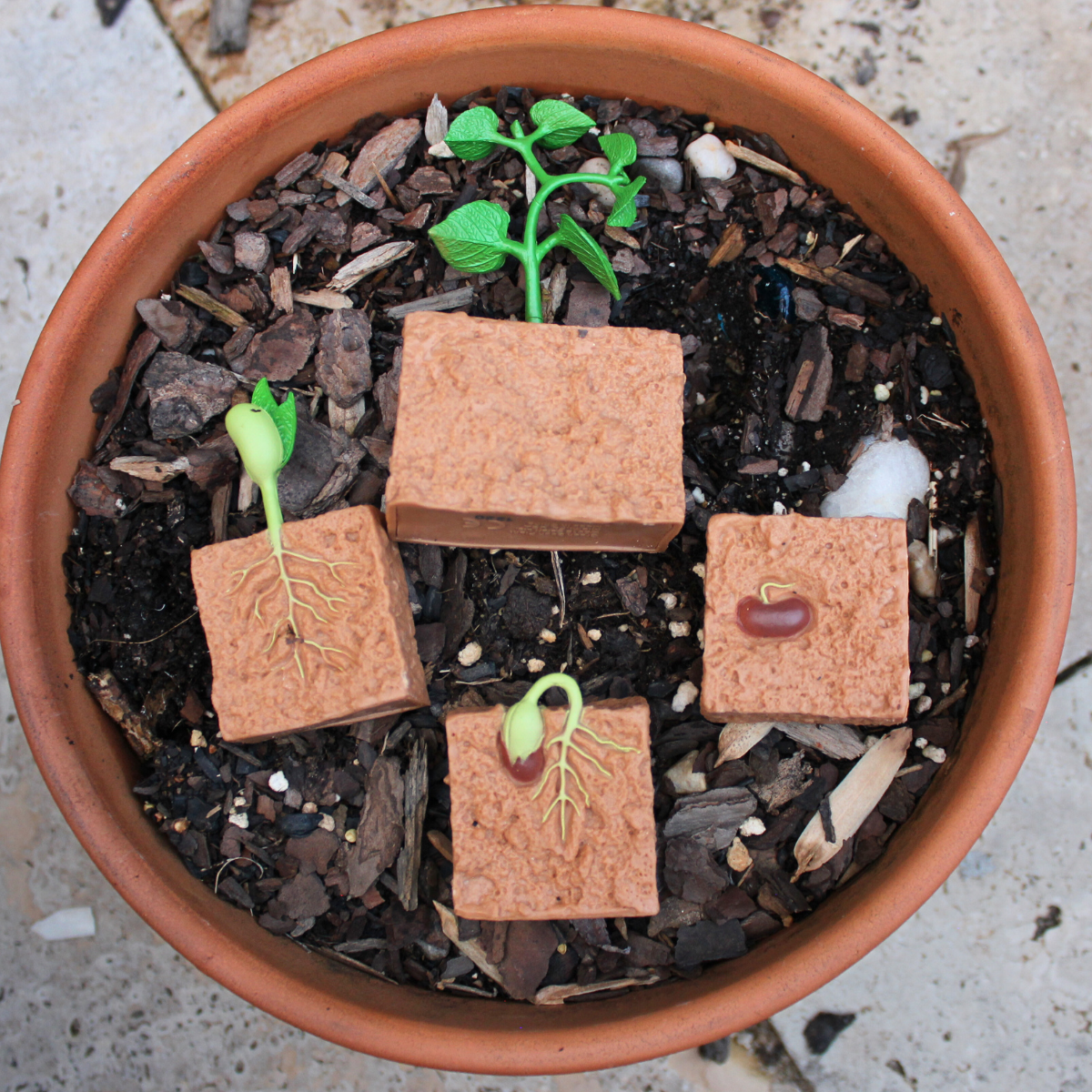 Life Cycle of a Green Bean Plant | Safariology® | Safari Ltd®