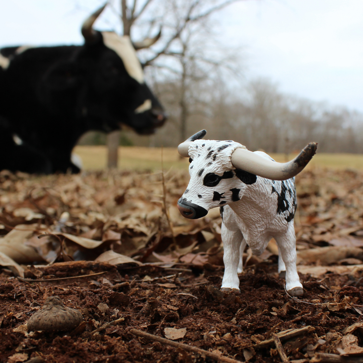 Texas Longhorn Bull