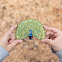 Peacock Toy | Wildlife Animal Toys | Safari Ltd®