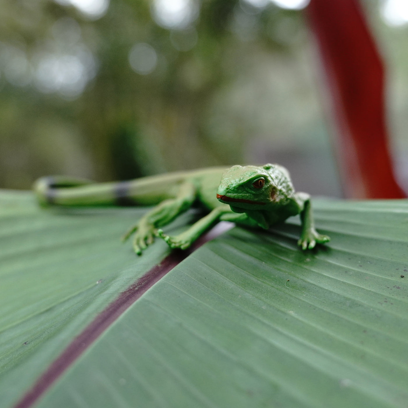 Iguana Baby Toy | Incredible Creatures | Safari Ltd®