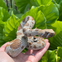 Western Diamondback Rattlesnake Toy |  | Safari Ltd®