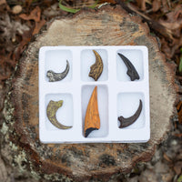 GEOWorld Dino Claws Replica Collection - 6 pieces |  | Safari Ltd®