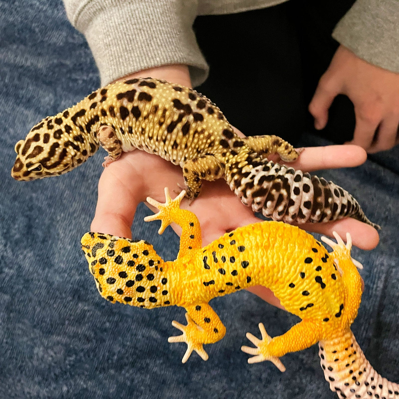 Leopard Gecko Toy Figure