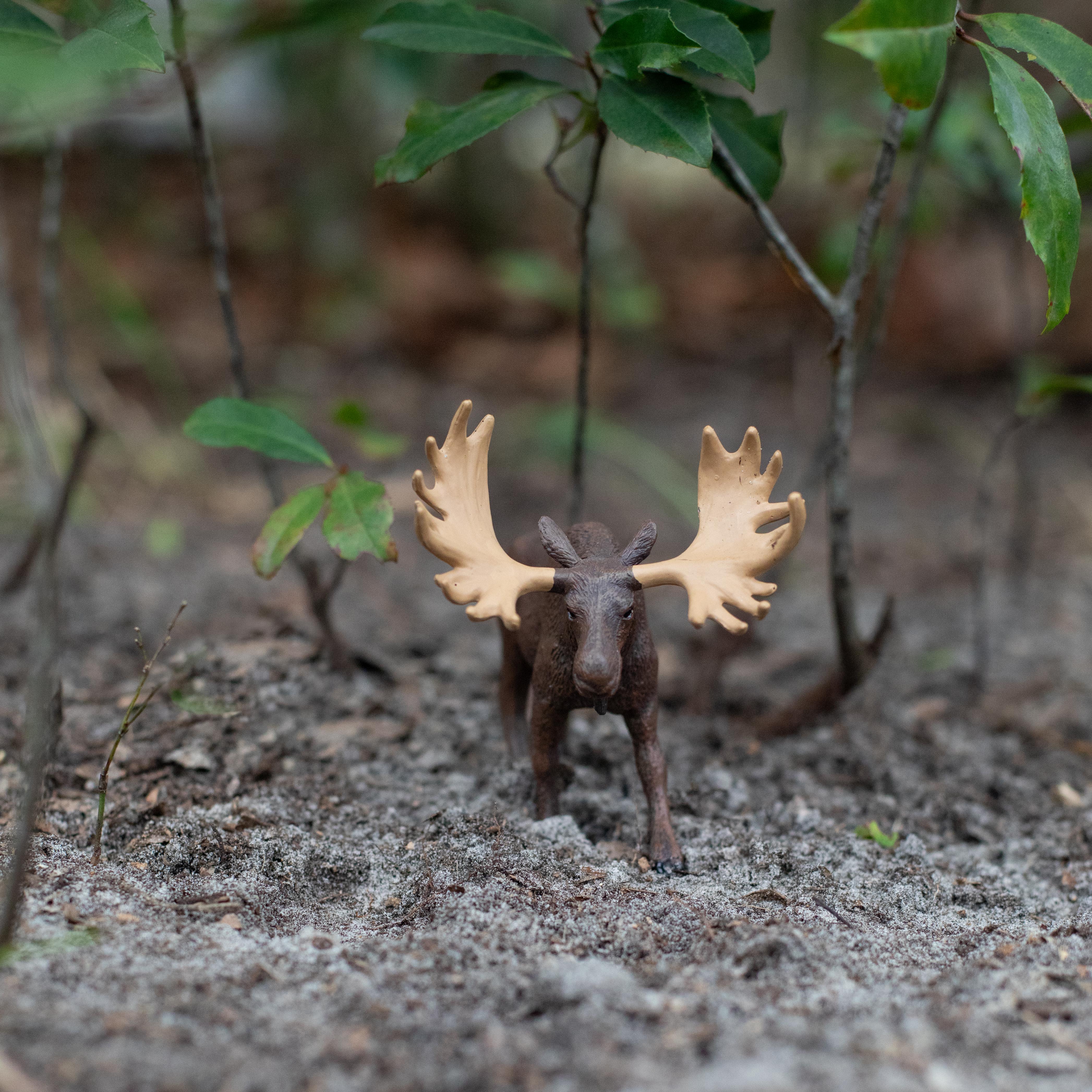 Moose Toy | Wildlife Animal Toys | Safari Ltd®