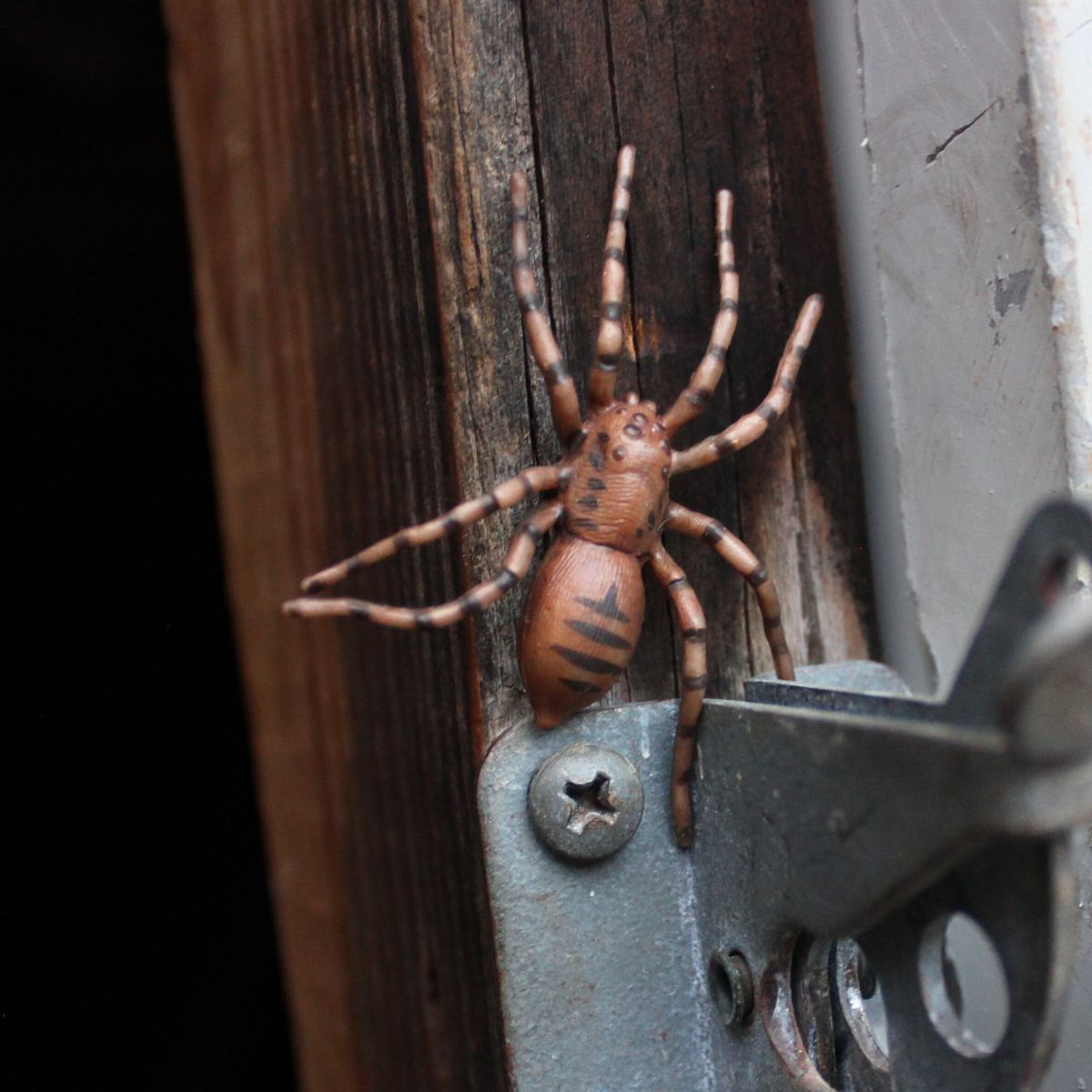 Life Cycle of a Spider | Safariology® | Safari Ltd®