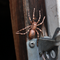 Life Cycle of a Spider | Safariology® | Safari Ltd®