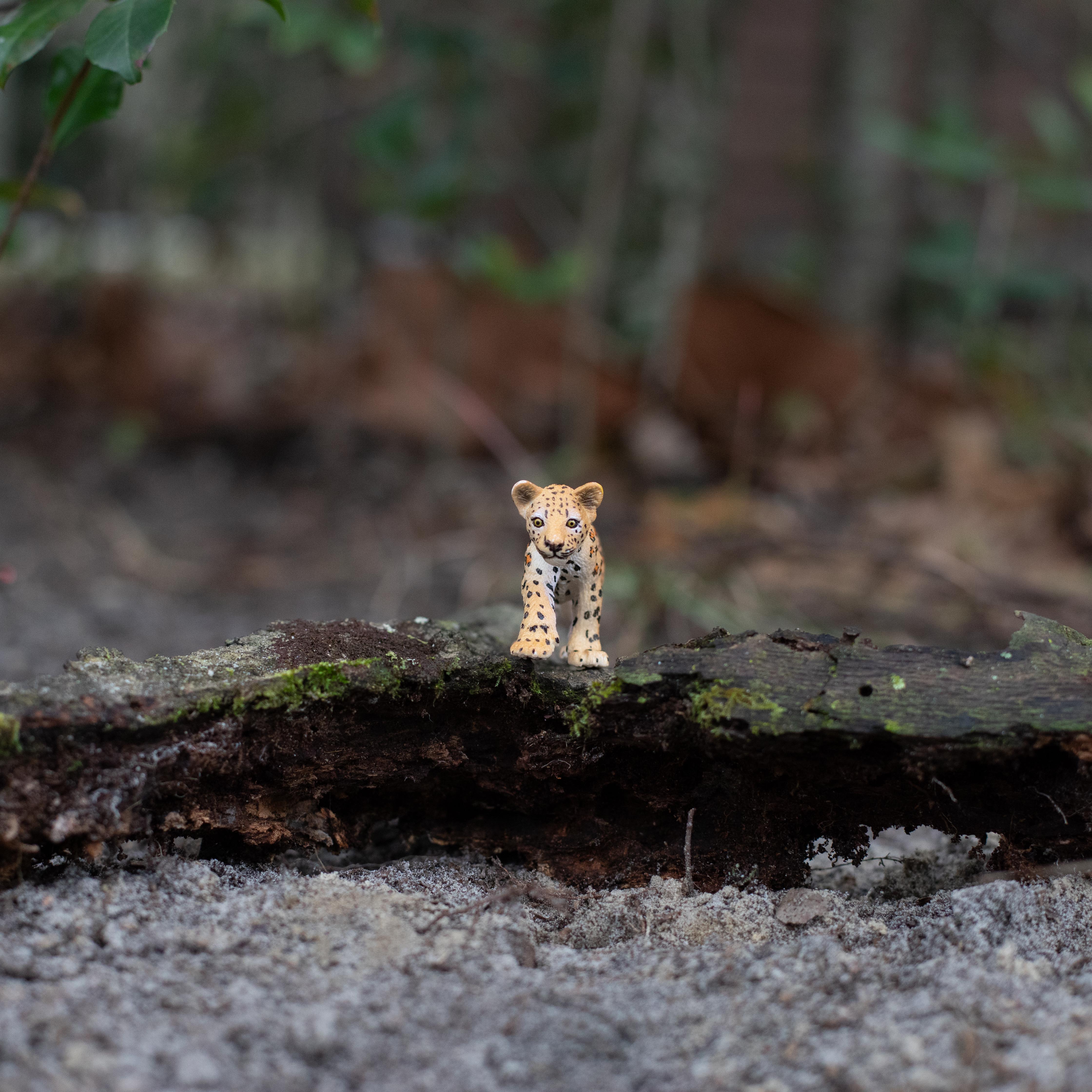 Leopard Cub Toy | Wildlife Animal Toys | Safari Ltd®