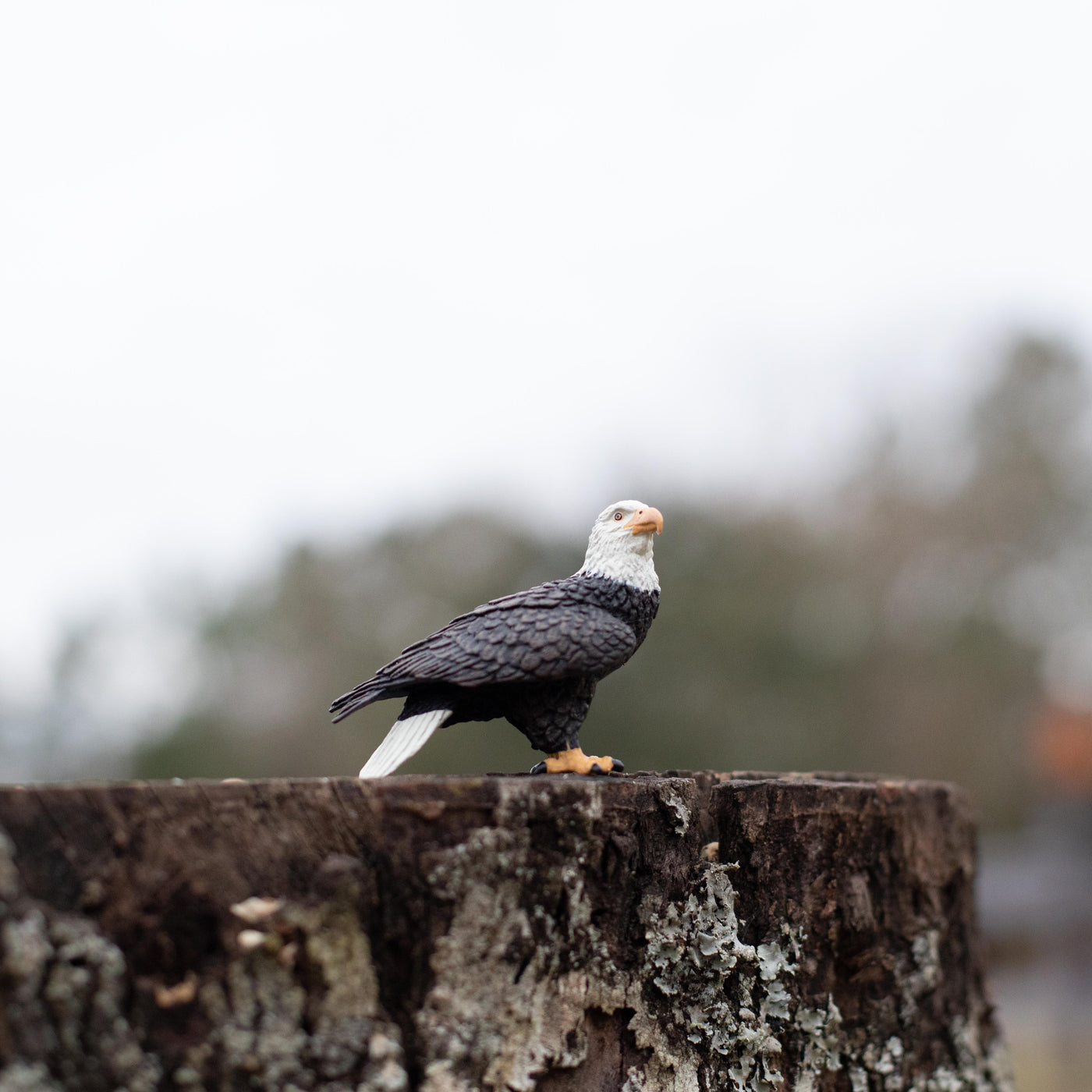 Bald Eagle Toy | Wildlife Animal Toys | Safari Ltd®