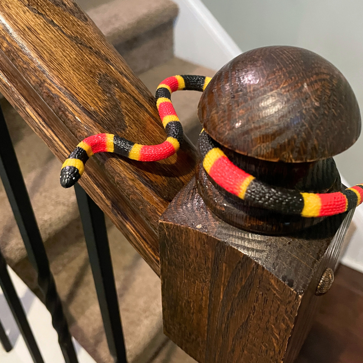 Coral Snake Baby Toy | Incredible Creatures | Safari Ltd®