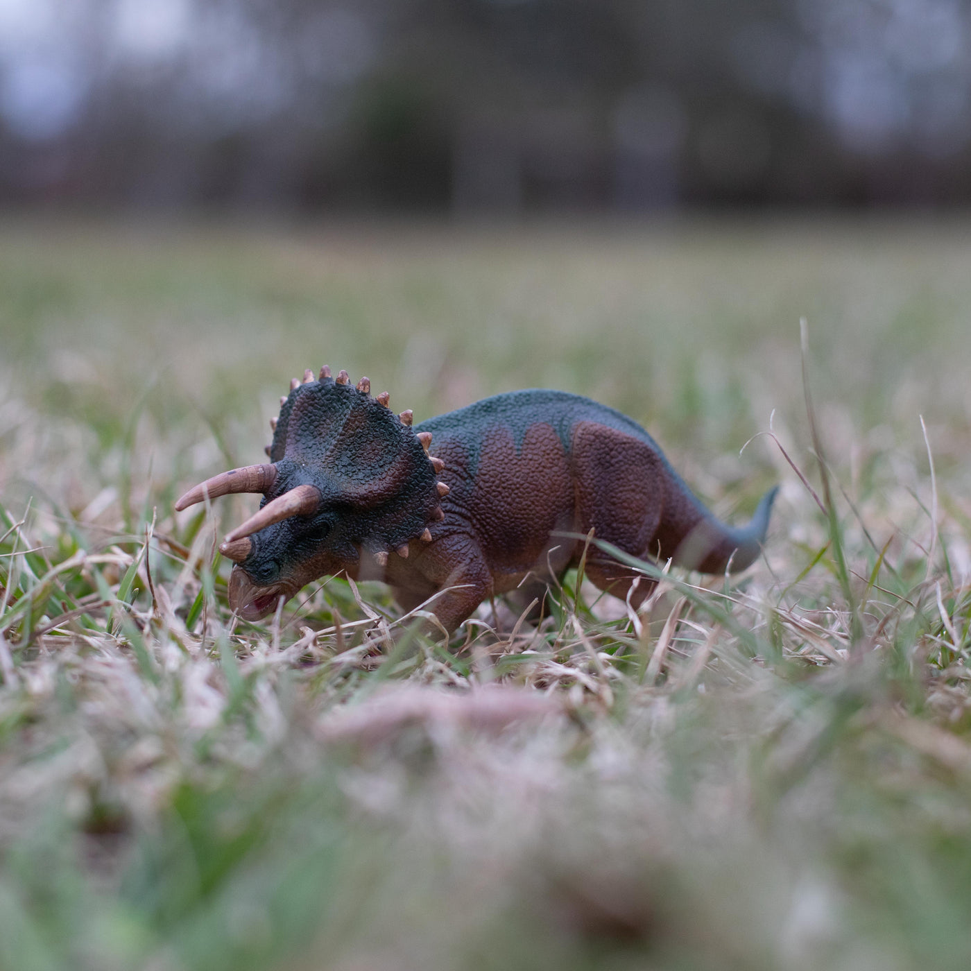 Triceratops Toy | Dinosaur Toys | Safari Ltd®