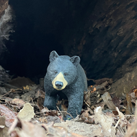 Black Bear Toy