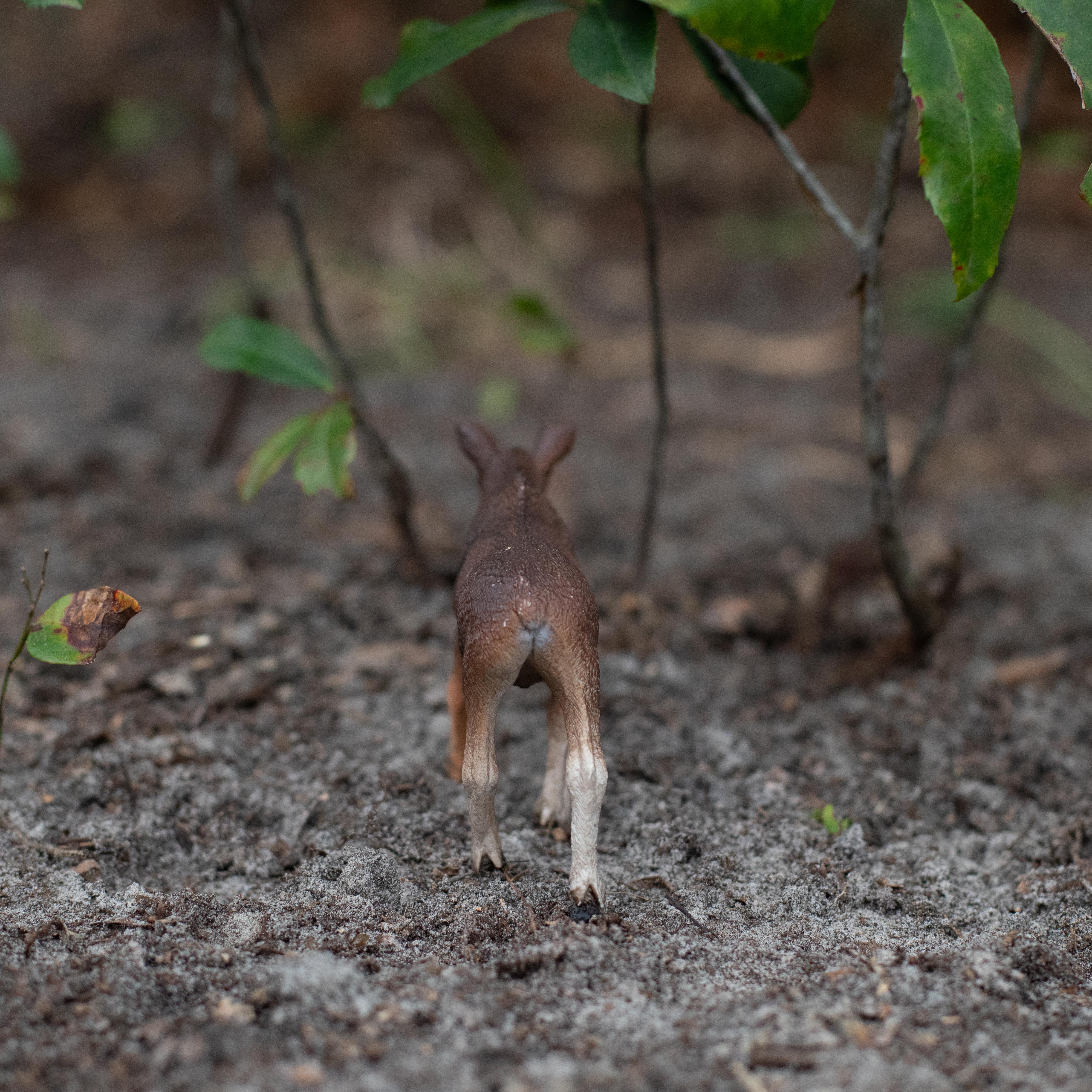 Cow Moose Toy | Wildlife Animal Toys | Safari Ltd®