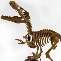 Dr. Steve Hunters GEOWorld Paleo Expedition Velociraptor Replica Skeleton Kit - 25 pieces |  | Safari Ltd®