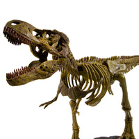 Dr. Steve Hunters GEOWorld Paleo Expedition Tyrannosaurus Rex Replica Skeleton Kit - 21 pieces |  | Safari Ltd®