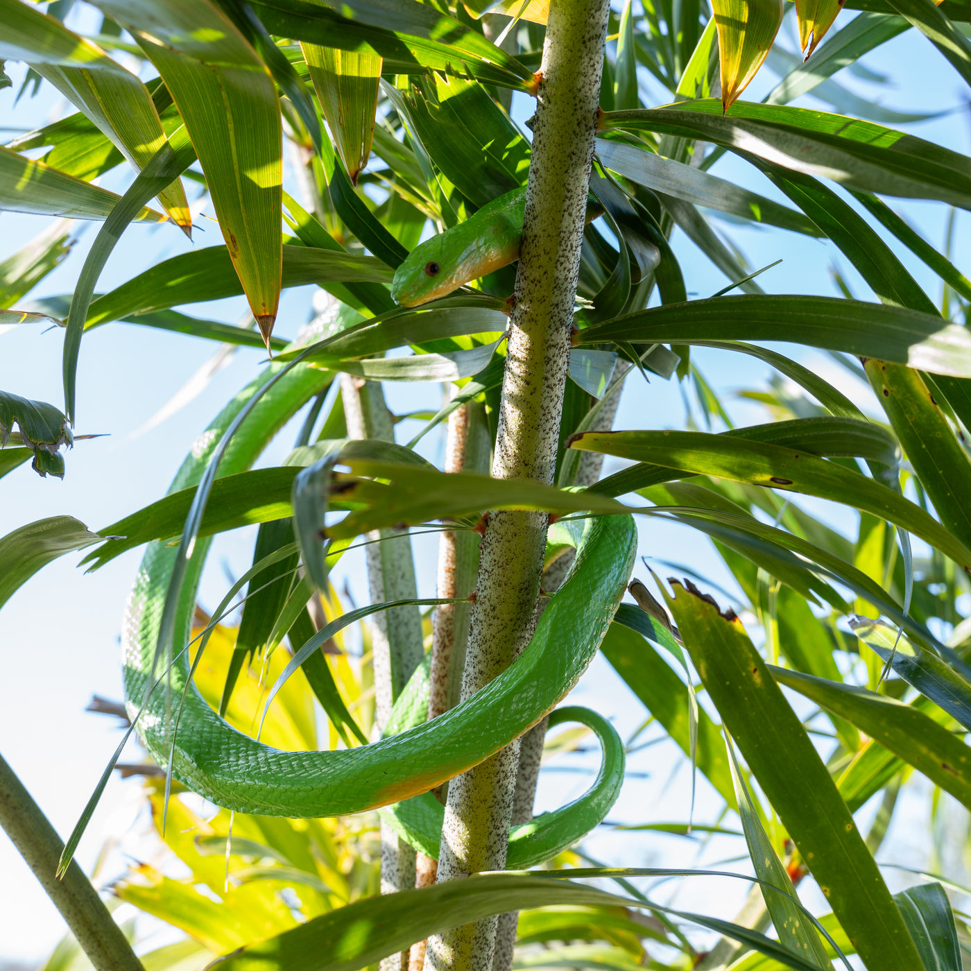 Rough Green Snake Toy | Incredible Creatures | Safari Ltd®