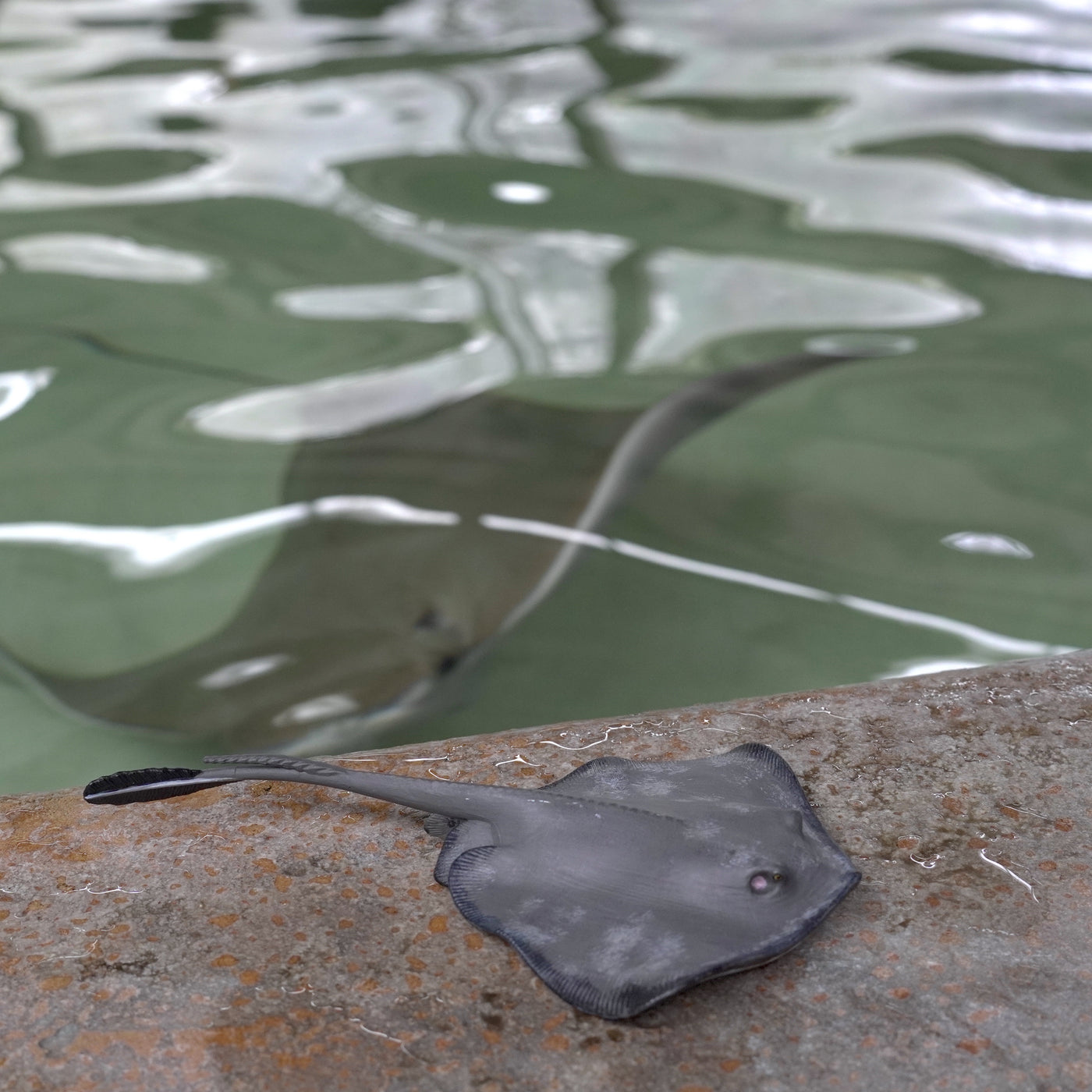 Sting Ray Toy | Incredible Creatures | Safari Ltd®