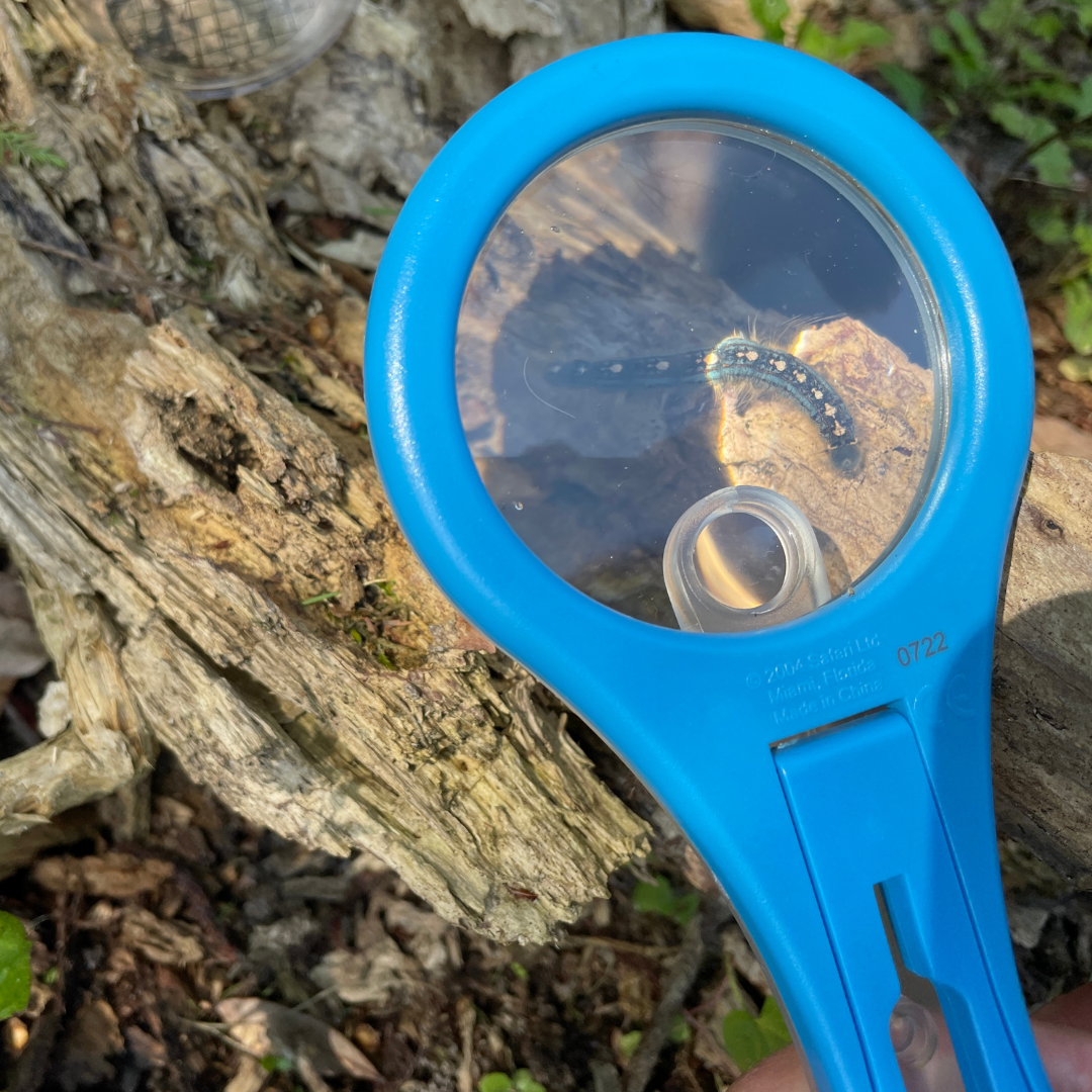 Mega-10 Magnifying Glass | Safariology® | Safari Ltd®