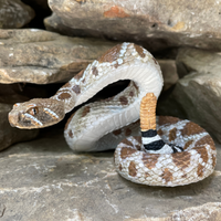 Western Diamondback Rattlesnake Toy |  | Safari Ltd®