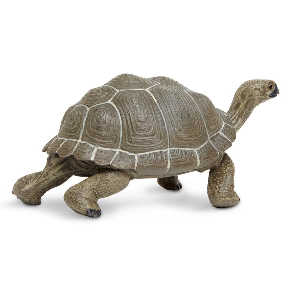 Tortoise - Safari Ltd®