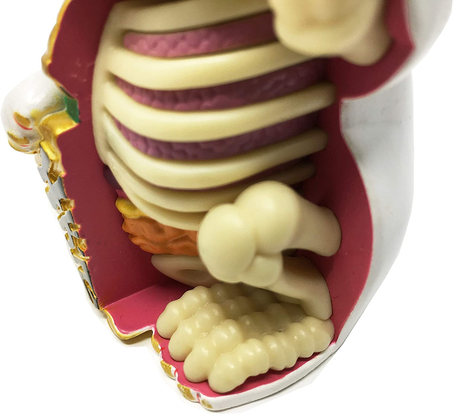 4D Fortune Cat Anatomy Model - Safari Ltd®