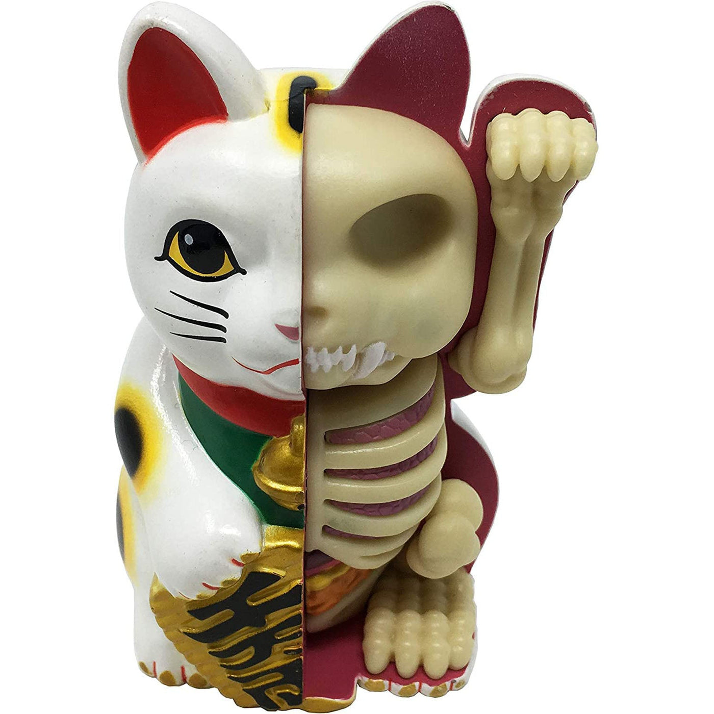 4D Fortune Cat Anatomy Model - Safari Ltd®