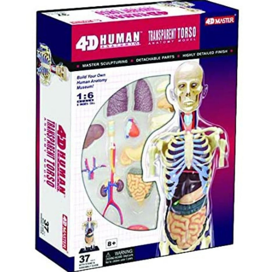 4D Human Transparent Torso Anatomy Model - Safari Ltd®