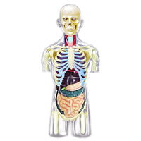 4D Human Transparent Torso Anatomy Model - Safari Ltd®