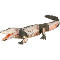 4D Vision Crocodile Anatomy Model - Safari Ltd®